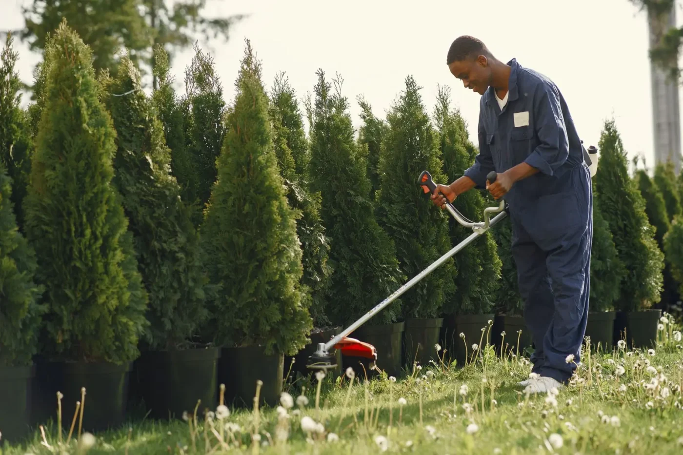Landscaping marketing: landscaper trimming grass beside a row of young trees