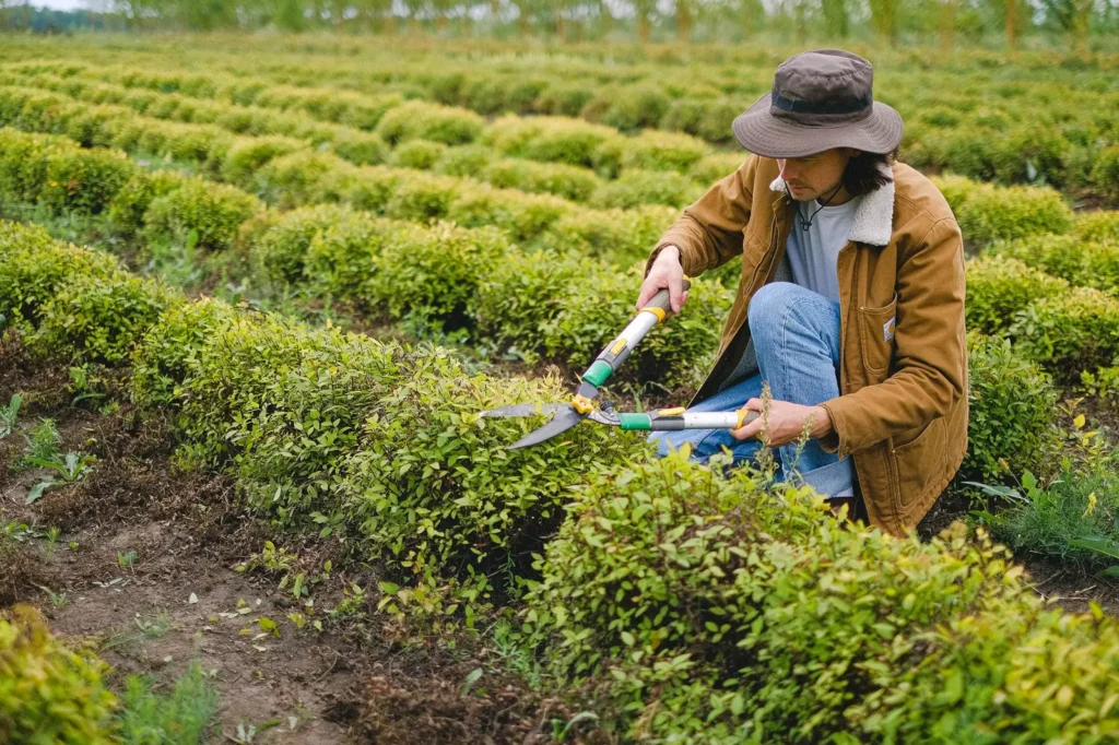 Landscaping marketing: gardener pruning hedges in a planted field