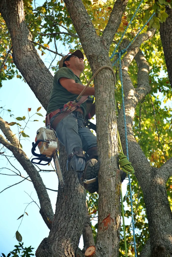 Tree service SEO: arborist climbing a tree with safety gear