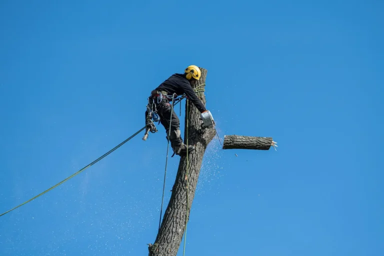Digital marketing agency: arborist cutting a tree trunk while roped in against a blue sky